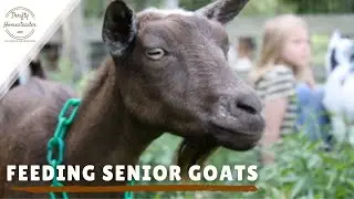 Feeding Older Goats