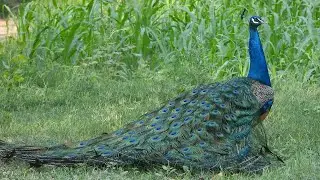 Peacock calls & paecock pictures, Mor bird more sounds