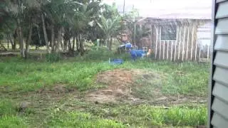 CHUVA FORTE NA AMAZÔNIA