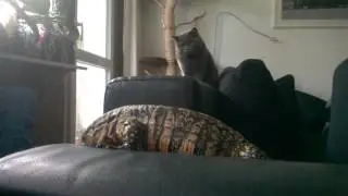 Cat and tegu.