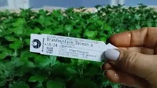🔥хризантема, свободные черенки🌱🌱🌱