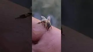 Пчёл