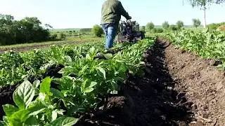 Страдания по картофелю !!!