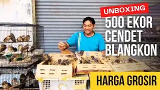 UNBOXING 500 EKOR CENDET BLANGKON! HARGA GROSIR❗