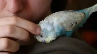 Cutest Budgie Head Scratches! Syrup