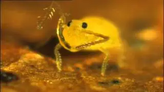 Springtail collembole insect tiny 0.5 mm to 6 mm according to species