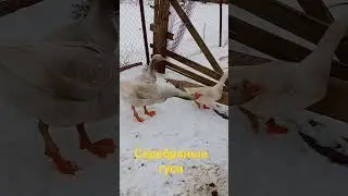 новая порода гусей