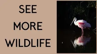 Want to see more wildlife to photograph?