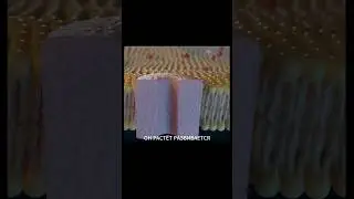 Преимущества приседаний