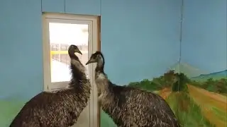 Страусы эму