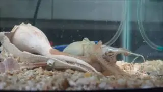 The Octopus Genome (video 02)