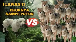KISAH  PERTEMPURAN ANJING PENJAGA DOMBA VS 11 ANJING HUTAN PEMANGSA‼️