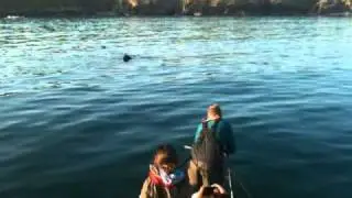 IWDG tagging a Basking Shark