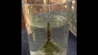 10.1 Hydrilla experment