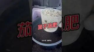 茄子后劲不足？试试这样追肥 topdressing for eggplants 9/1/2024