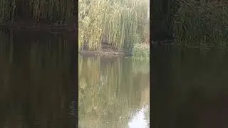 озеро в центре Тольятти