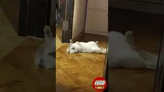 Мне этот мир уже абсолютно понятен | котик