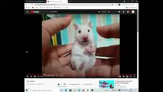 ХОМЯК ПУКНУЛ - ОТКУДА МЕМ?
