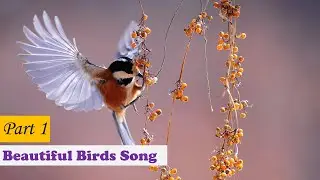 Most Beautiful Birds Song in The World Part 1 | CANARY | LOVEBIRD | BLACKBIRD
