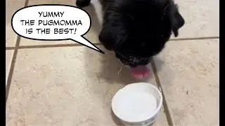 Pugs love food
