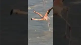 Run to Fly