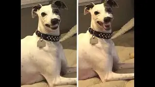 15  Derpy Animal Photos That You Need To See