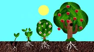 WHERE DO APPLES COME FROM? 🍎 CURIOSITY TIME