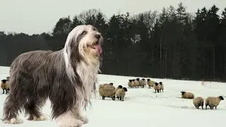 Bearded Collie | Fully Engaged At Work Or At Play