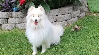 Valentino Celebrates Earning His Canine Good Citizen Certification!
