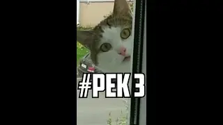 Подборка приколов из Тик Тока #Рек 3