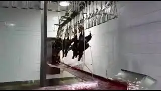 É isso que os ambientalistas fazem com nossos galos