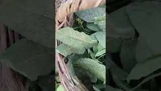 Labada ve Kuzukulağı Otu / Yenen Yabani Otlar #nature #doğa #garden