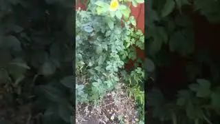 Вот такой дикий котенок прибился к нашему двору. Никого к себе не подпускает🥺 #cat #котки #рыжийкот