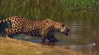 Documentários de animais na selvagens 2020, Amazonas Selvagem Berço da Vida