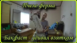 Пчела Бакфаст, такого взятка я ещё не видел.
