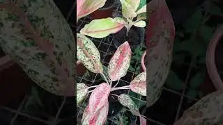 Aglaonema Garden Collection
