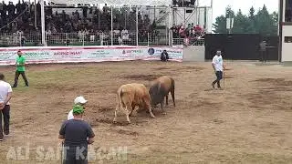 KAFKAS - ALAY /   8 7 2024 KAFKASÖR AYAK BOYU FİNALI
