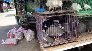 Pasar burung di Pekanbaru
