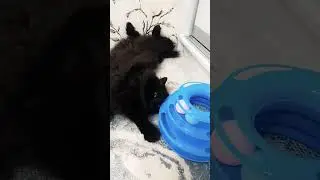 #кисонька #кошки #cat #кошка #миша