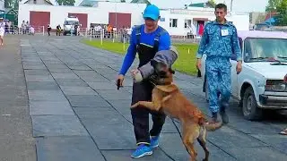 ФЕСТИВАЛЬ ВСЕХ ПОРОД СОБАК. Показательные выступления