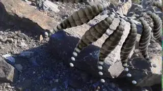 Playing outside with TrapcodeTAO