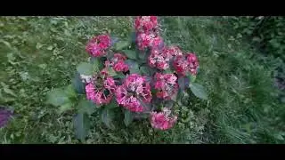 Крупнолистная гортензия Doppio Bianco #крупнолистная гортензия #осенняя окраска цветов#