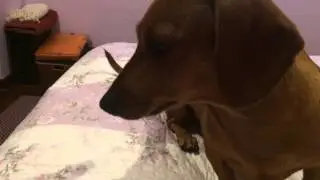 Merlot após sucrafilm