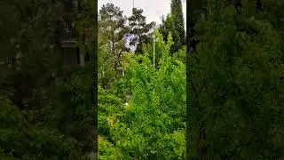 Raining ⛈️⛈️⛈️ Day 