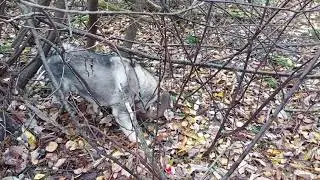 Охота на Куницу. Первый выход. Осень 2021