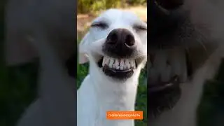 Подборка смешных роликов про животных😂 Смотреть всем!