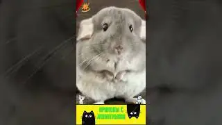 приколы с животными, нарезка , веселые коты и собаки  , кошки  