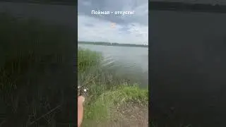 Поймал - отпусти! Карпфишинг! Думали сом 🫢 🤣!