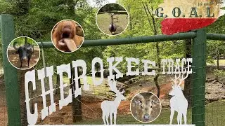 Поездка в парк Cherokee Trace Drive - Drive-Thru Safari‎