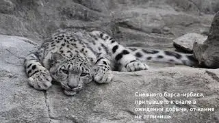 7 класс Урок самопознания 25 «Созвучие с окружающим миром»